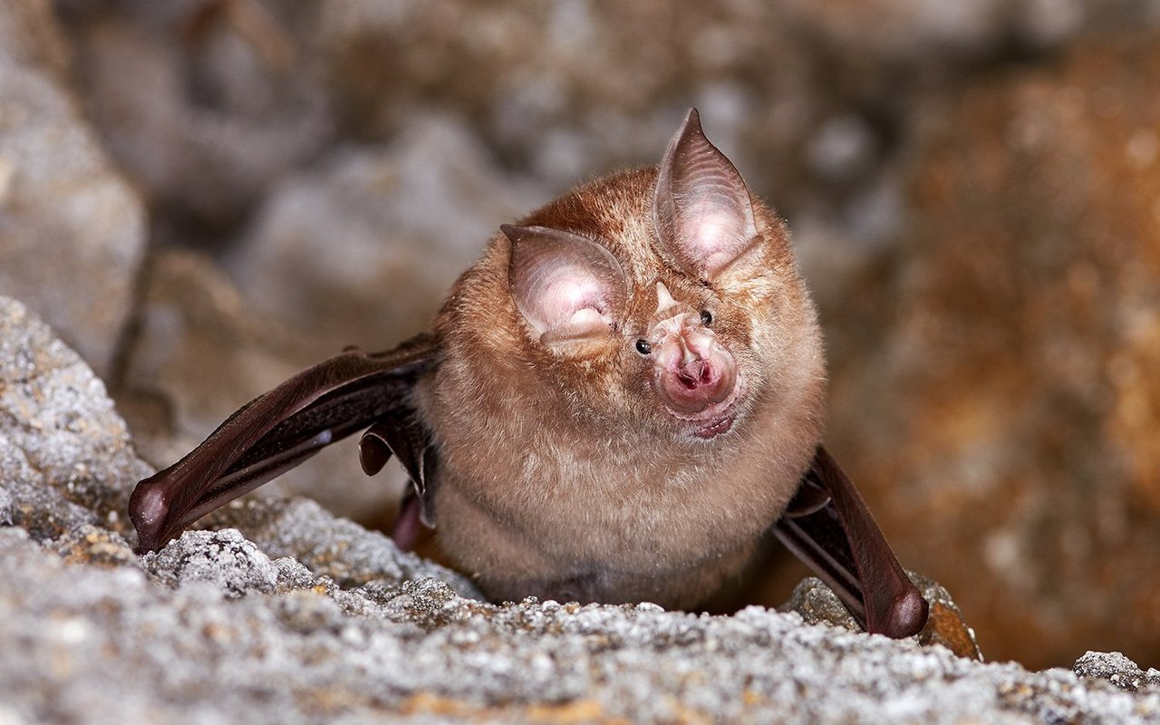 Die Grosse Hufeisennase gehört zu den seltensten Fledermausarten der Schweiz.