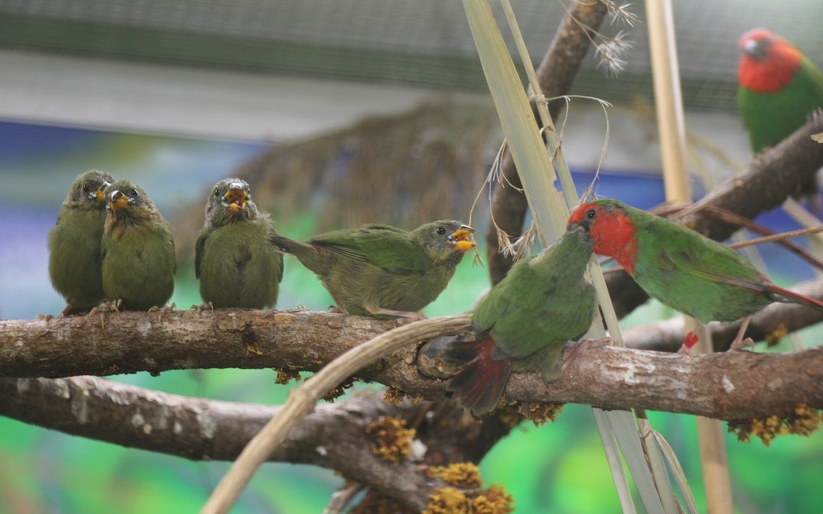 Die Jungen, erkennbar an den blauen Papillen beim Schnabel, werden auch nach dem Ausfliegen noch einige Wochen von den Altvögeln gefüttert. 