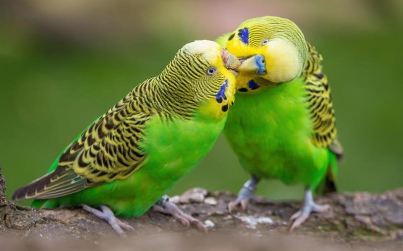 Dieses Dossier ist für alle gedacht, die mehr über die faszinierende Vielfalt der Ziervögel erfahren möchten.