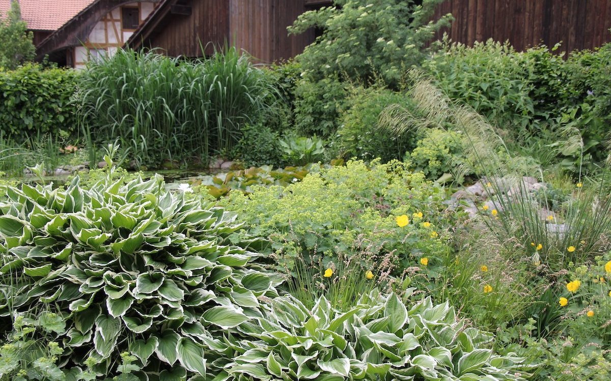 Auch Blattpflanzen lassen sich attraktiv im Staudengarten inszenieren. 