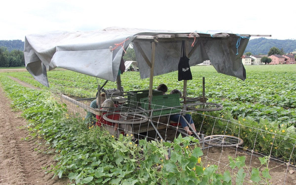 Die Ernte der Essiggurken ist personalintensiv und wird mit einem besonderen Gefährt durchgeführt.