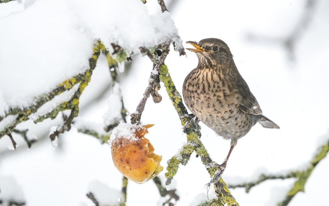 Futter und Standort des Futterhauses sollten nach den Bedürfnissen der Vögel ausgewählt werden.