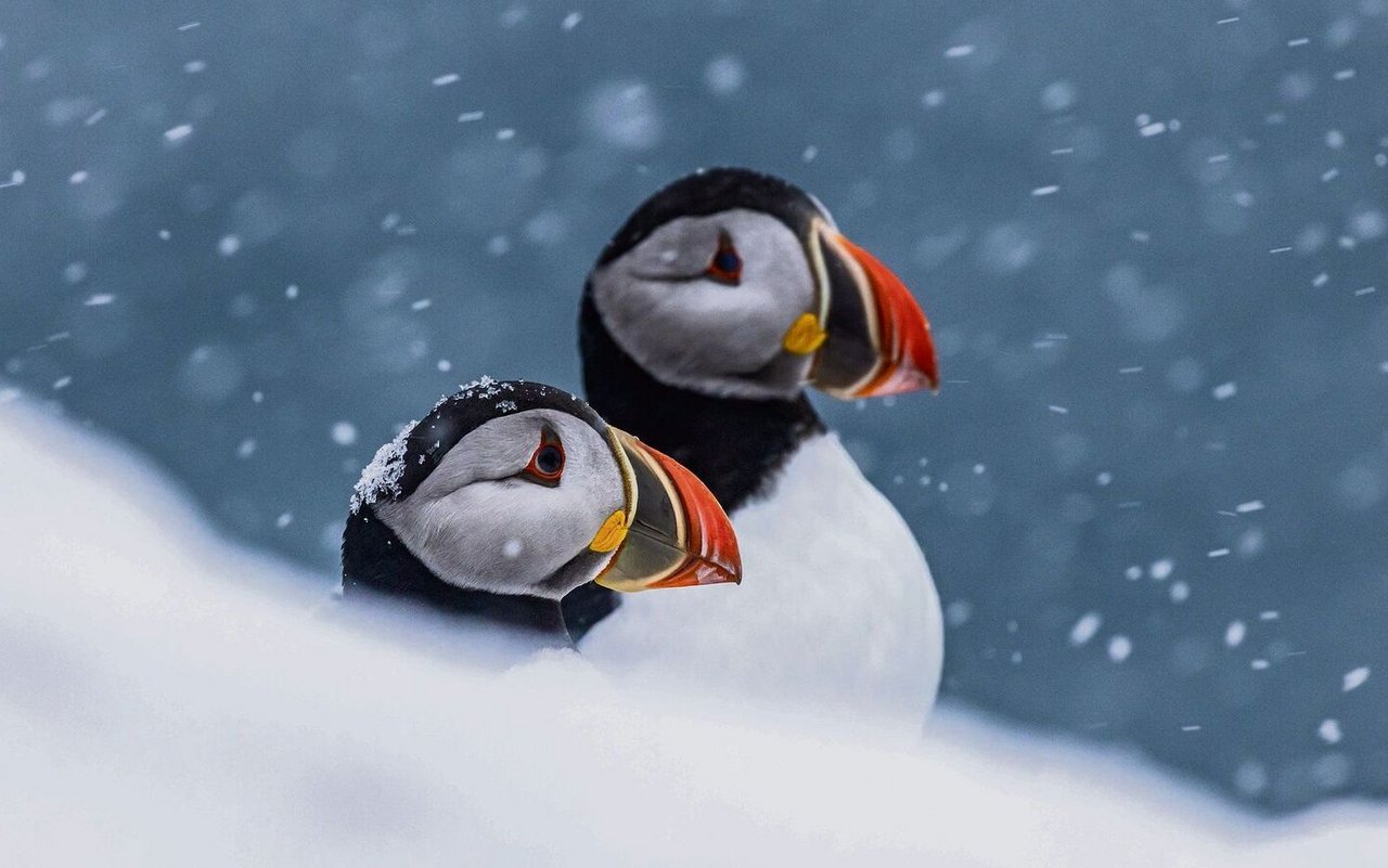 Einmaliges Erlebnis auf der Vogelinsel im äussersten Norden Europas: Papageitaucher im Schnee.