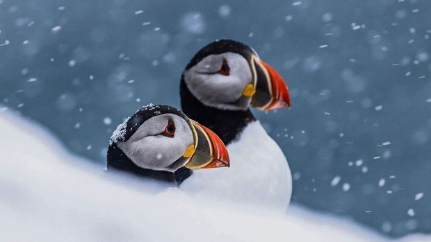 Einmaliges Erlebnis auf der Vogelinsel im äussersten Norden Europas: Papageitaucher im Schnee.