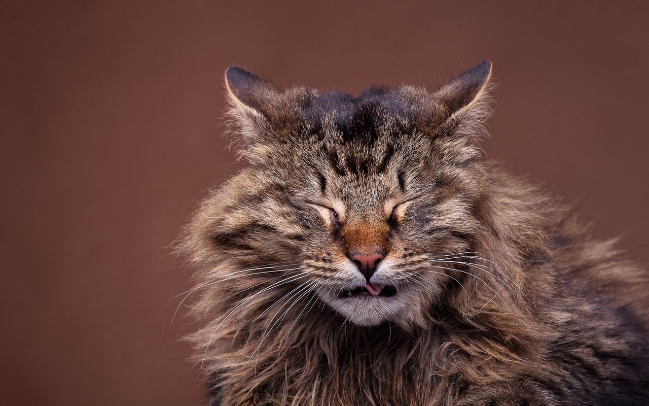 Was ist Katzenschnupfen (Felinen Calicivirus FCV)?