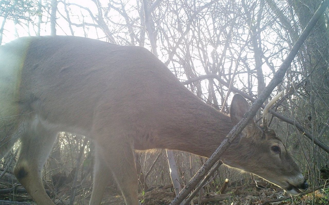 Ein schöner Weisswedelhirsch wurde von der Wildkamera festgehalten.