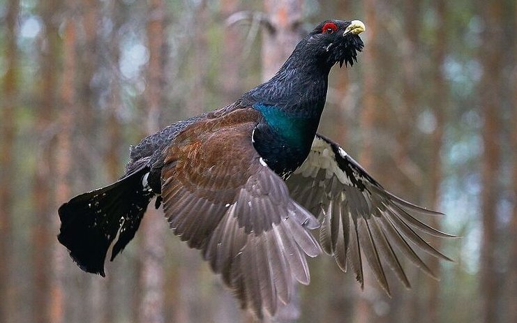 Trotz ihrer Grösse und Schwere fliegen Auerhähne grössere Strecken. 