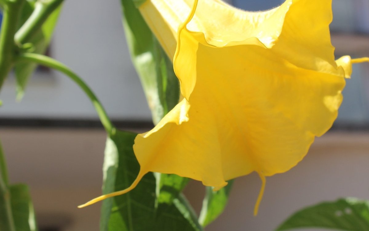 Die Engelstrompete oder Datura blüht im Pflanzenbrocki. 