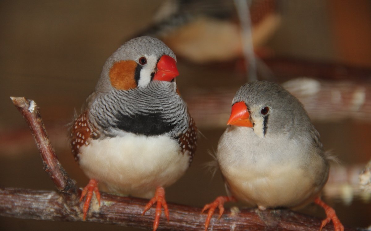 Zebrafinken-Paar, links das Männchen. Die Vögel pflegen eine enge Paarbeziehung.