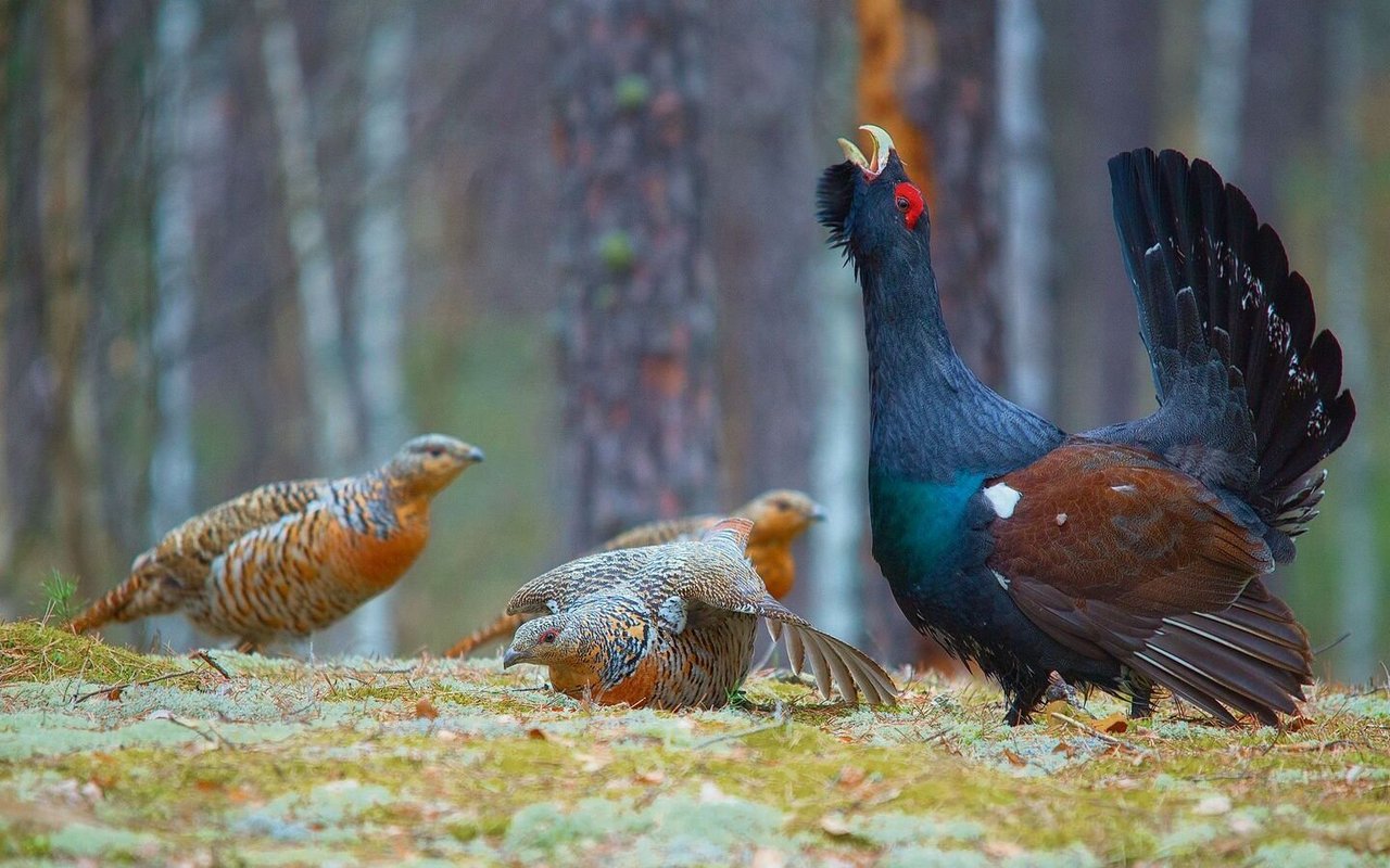 In der Balzzeit werden besonders die Hähne zu Wichtigtuern. 