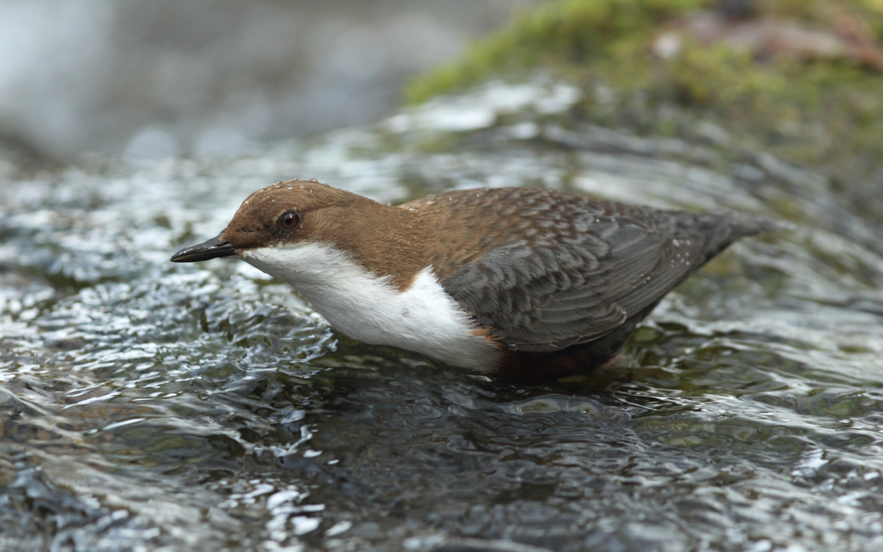 Die Wasseramsel schwimmt und taucht im schnell fliessenden Wasser nach Bachflohkrebsen.