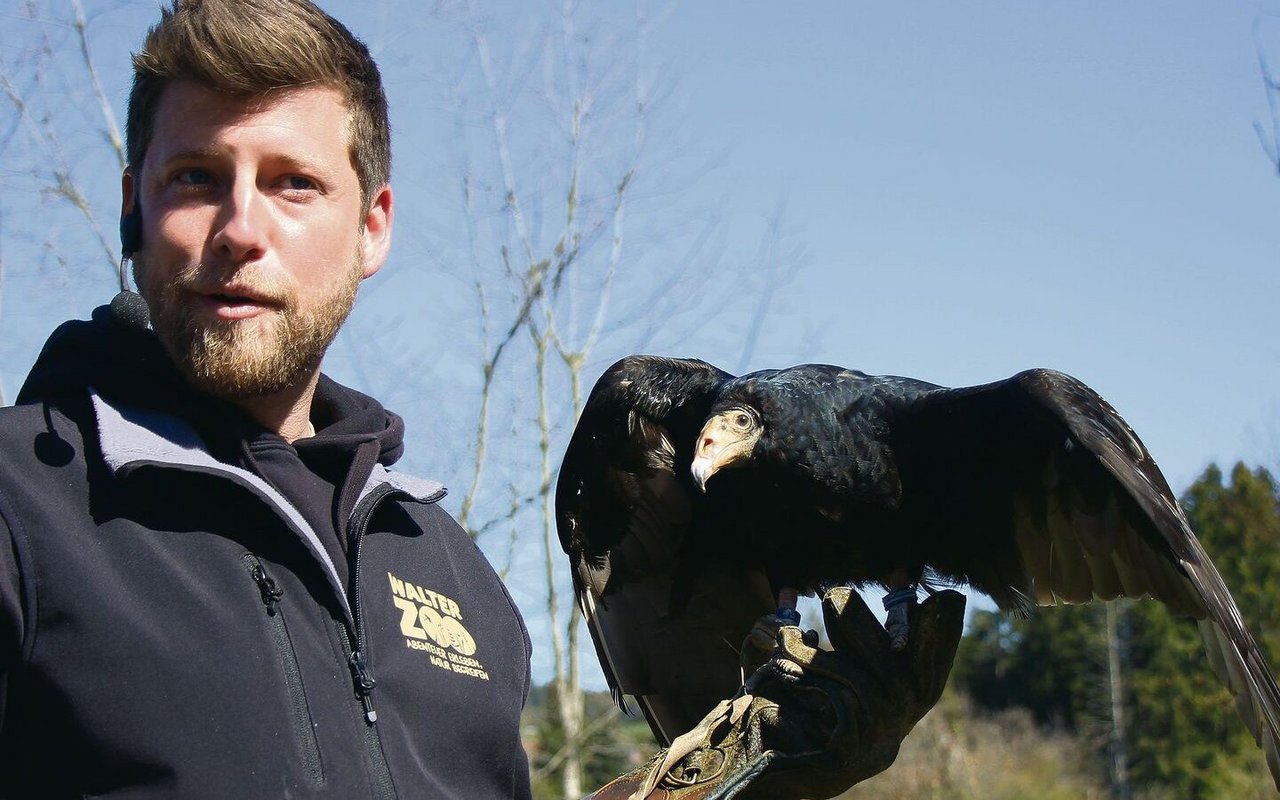 Dominic Kast erklärt Details zum Truthahngeier während des Freiflugtrainings im Walter Zoo. 