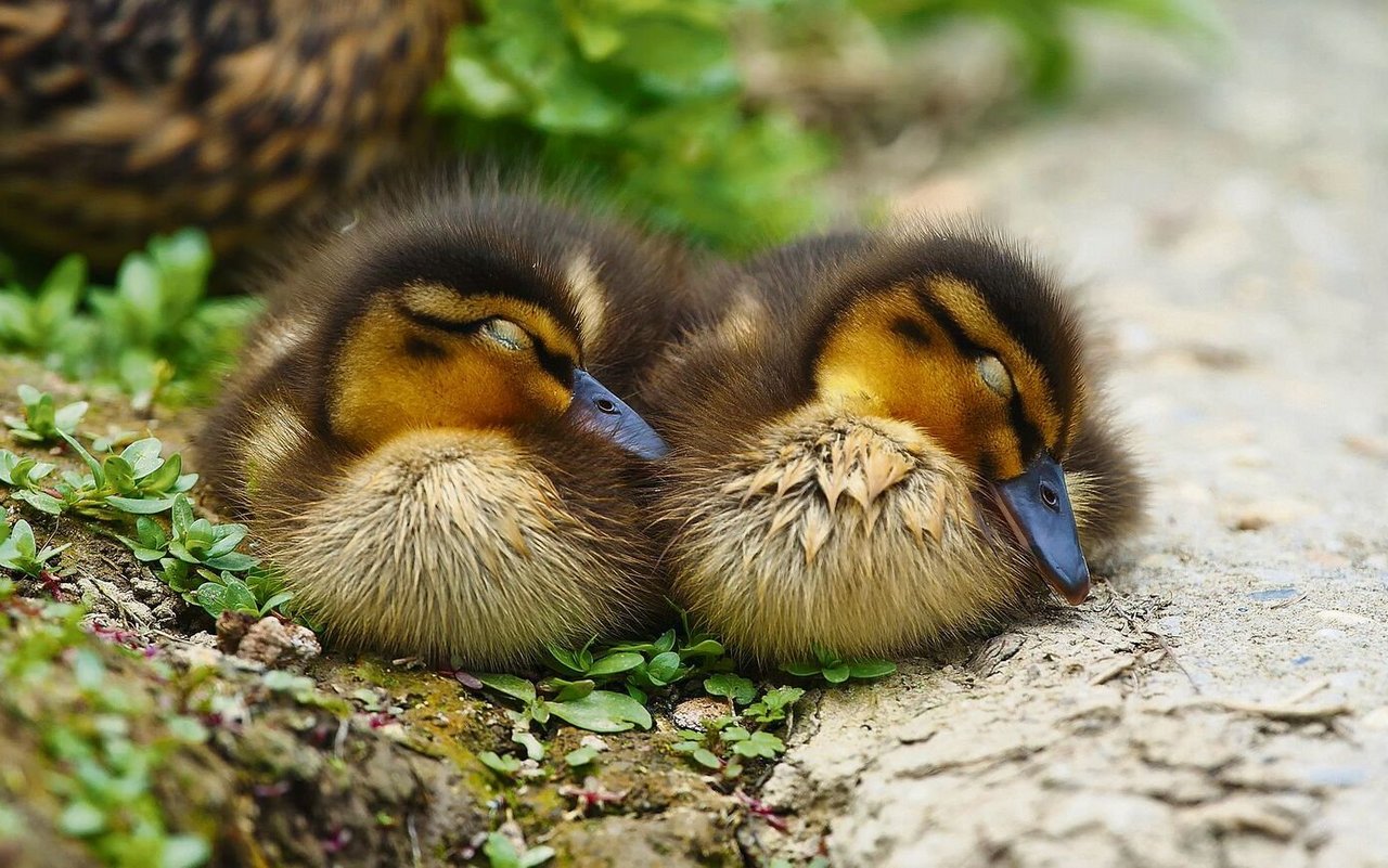 In der REM-Phase werden automatisierte Abläufe wie Gehen oder Fliegen gespeichert. Jungtiere schlafen daher besonders viel.