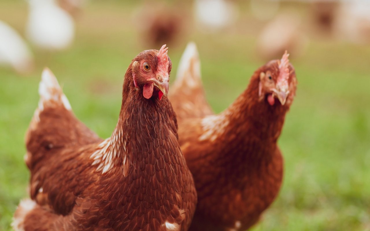 Je mehr Neuankömmlinge zusammen in die neue Gruppe integriert werden, desto leichter fällt es den einzelnen Tieren.