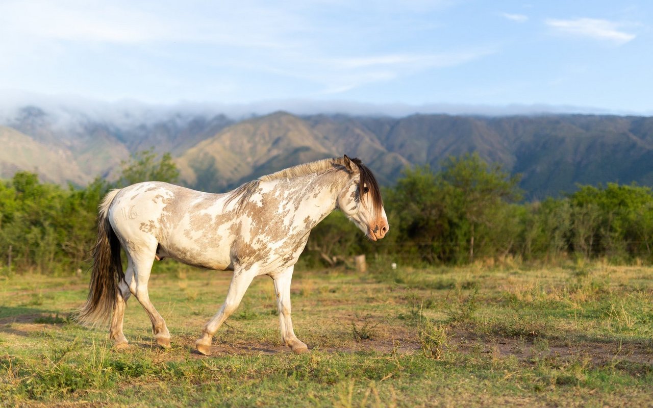 Criollos sind kompakte Kleinpferde, die sich für die Rinderarbeit eignen. 