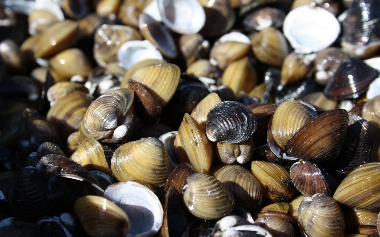 An sandigen Ufern gibt es haufenweise Körbchenmuscheln.