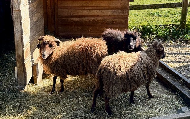 Kählin rettete auch Schafe.