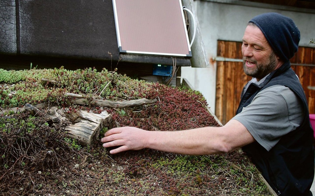 Stefan Schwärzler verwendet für Dachbegrünungen gerne diverse Fetthennen-Arten. 