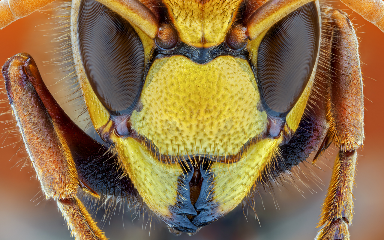 Wie die Farben schon verraten, handelt es sich hierbei um eine Hornisse.