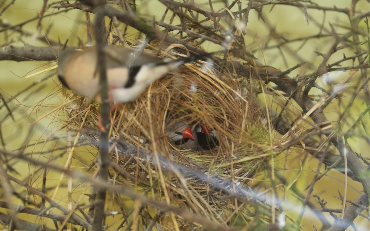Rotschnäblige Spitzschwanzamadinen bauen Schlafnester und ziehen sich darin für die Nacht zurück. 