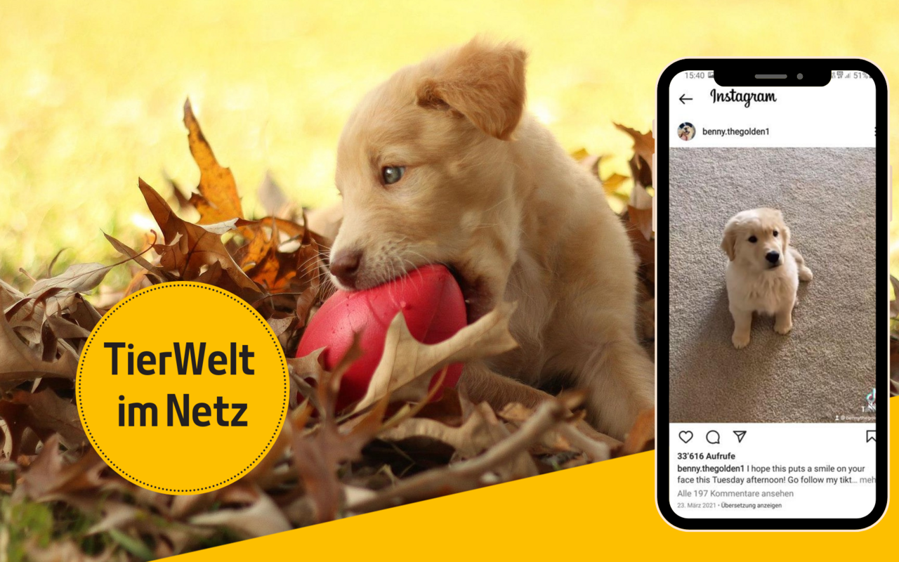 Das Internet ist voller Hundevideos. Wir haben einige lustige herausgesucht.
