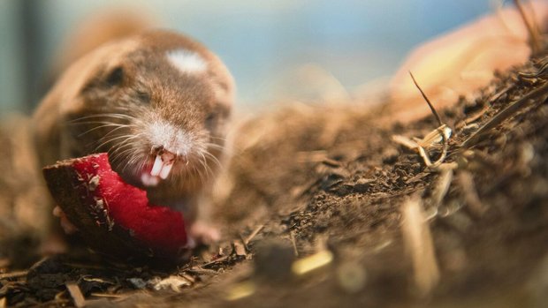 Der Kleingraumull mag es vegetarisch: Seine Leibspeise sind Wurzeln.  