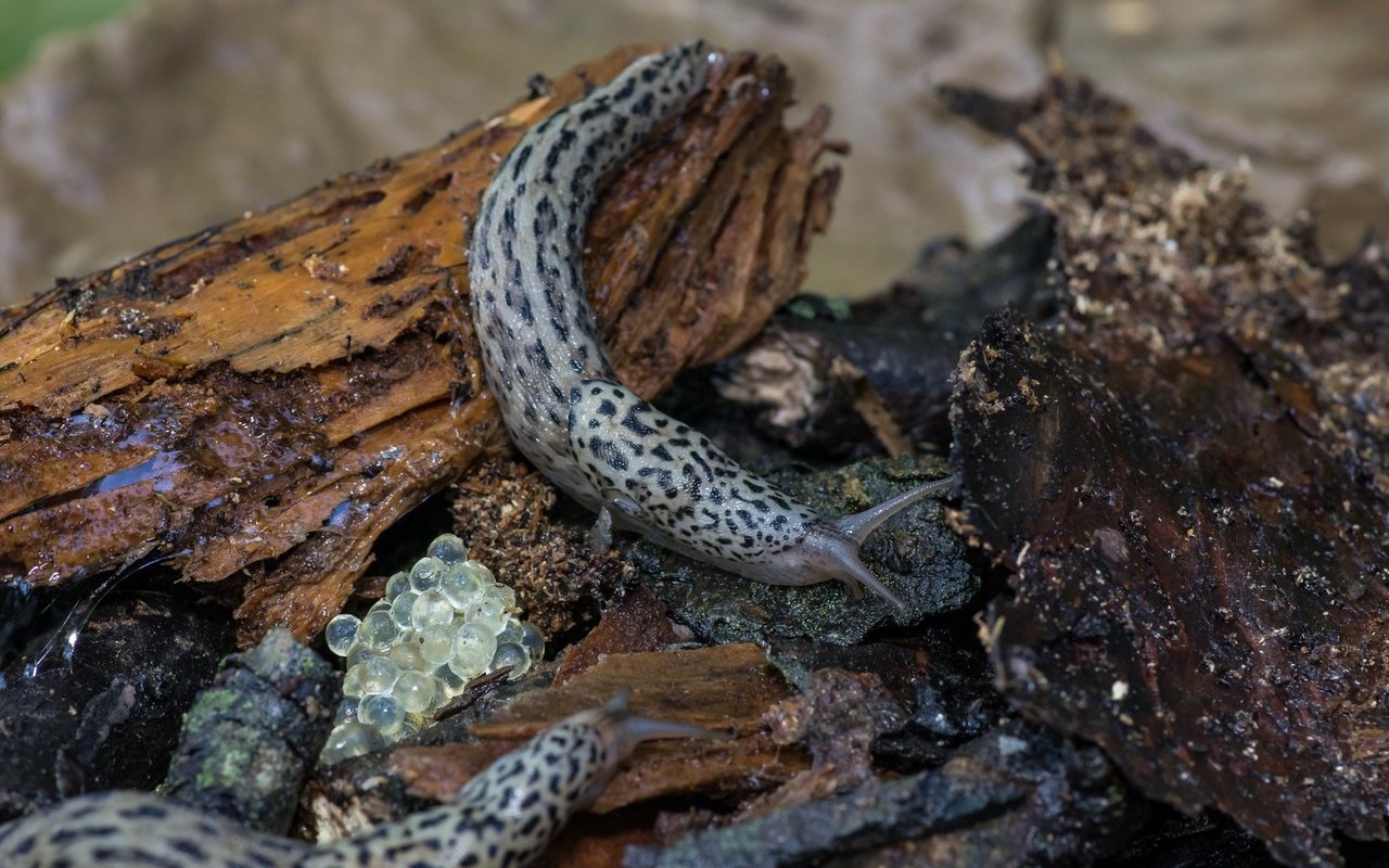 Der Tigerschnegel frisst Pilze, totes Pflanzenmaterial, Algen und Fallobst und hilft im Biogarten, indem er auch die Gelege anderer Nacktschnecken vertilgt.