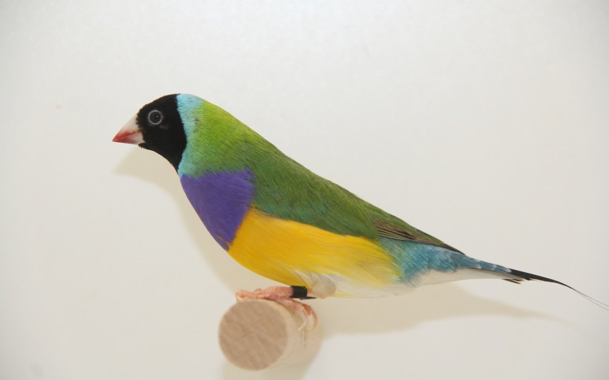 Schwarzköpfige Gouldamadinen kommen in Australien am häufigsten vor. 