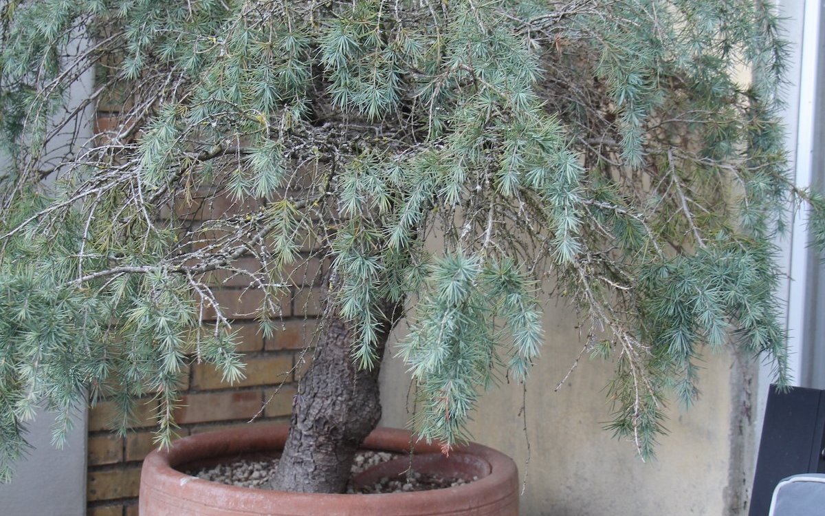 Für die Terrassenbepflanzung eignen sich oft Nadelhölzer.