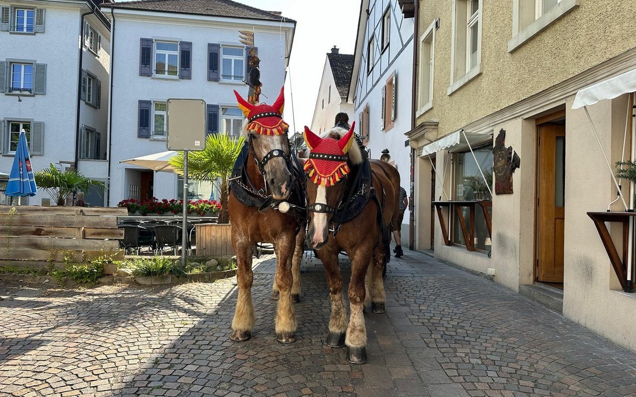 Feldschlösschen setzt für sein Gespann auf die arbeitswilligen Zugpferde. 
