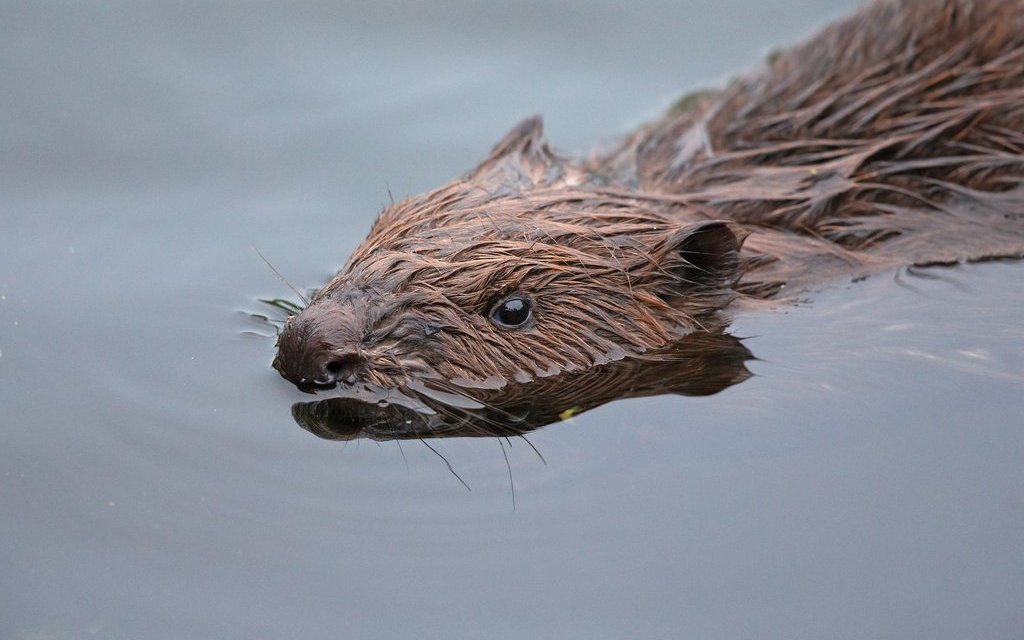 Wenn man Biber in Ruhe lässt, sind sie beim Schwimmen keine Bedrohung. 