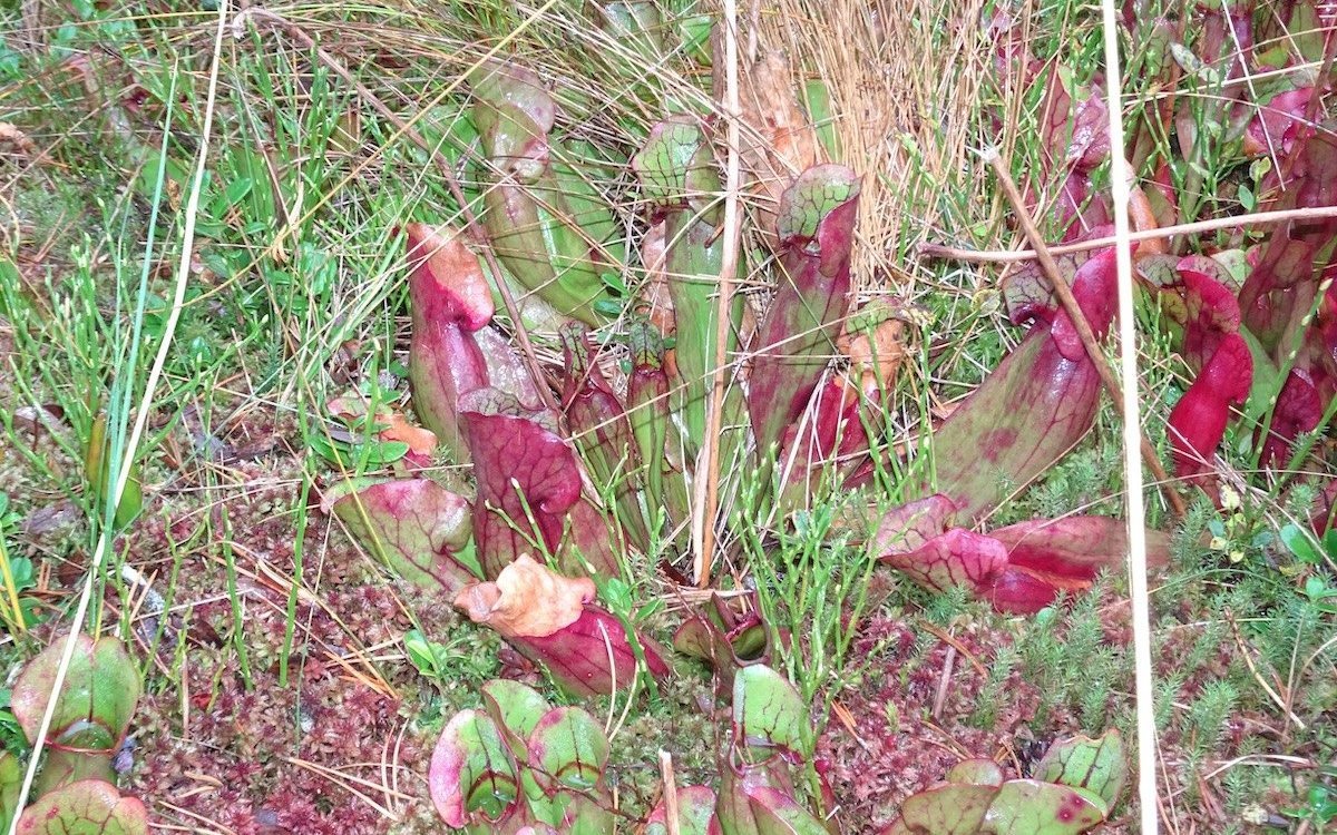 Krugpflanzen aus Nordamerika in einem Moor im Waadtland. 