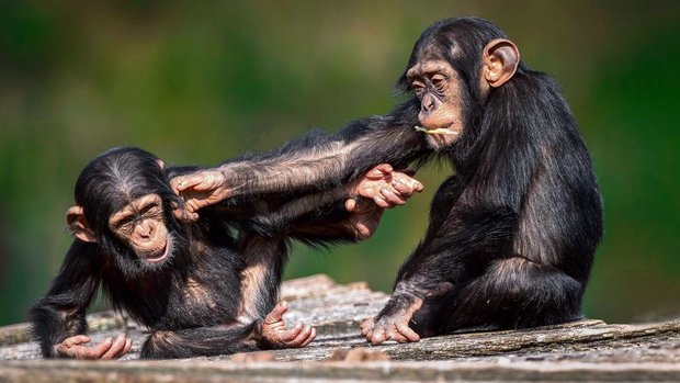 Während spielerischenRangeleien lernen Jungtiere soziale Normen.