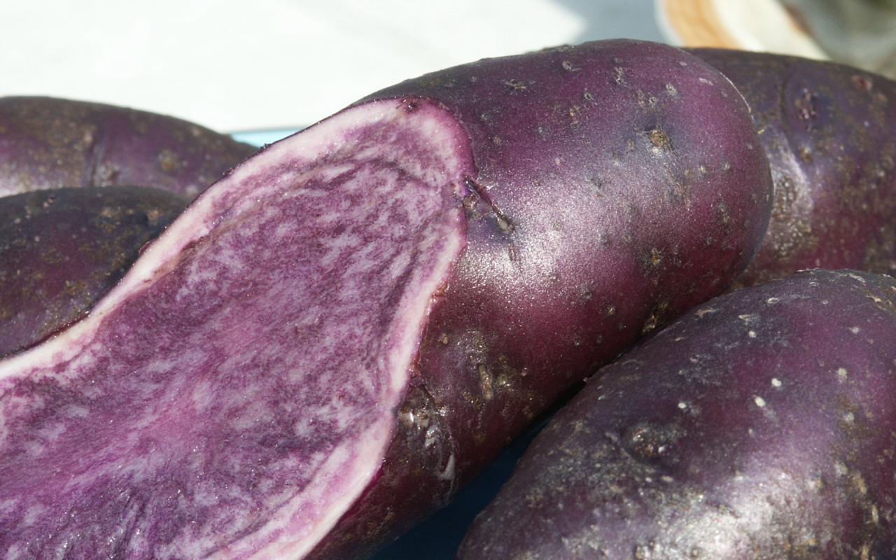Bis auf ihre Farbe unterscheiden sich blaue Kartoffeln nicht von gelbfleischigen Sorten.