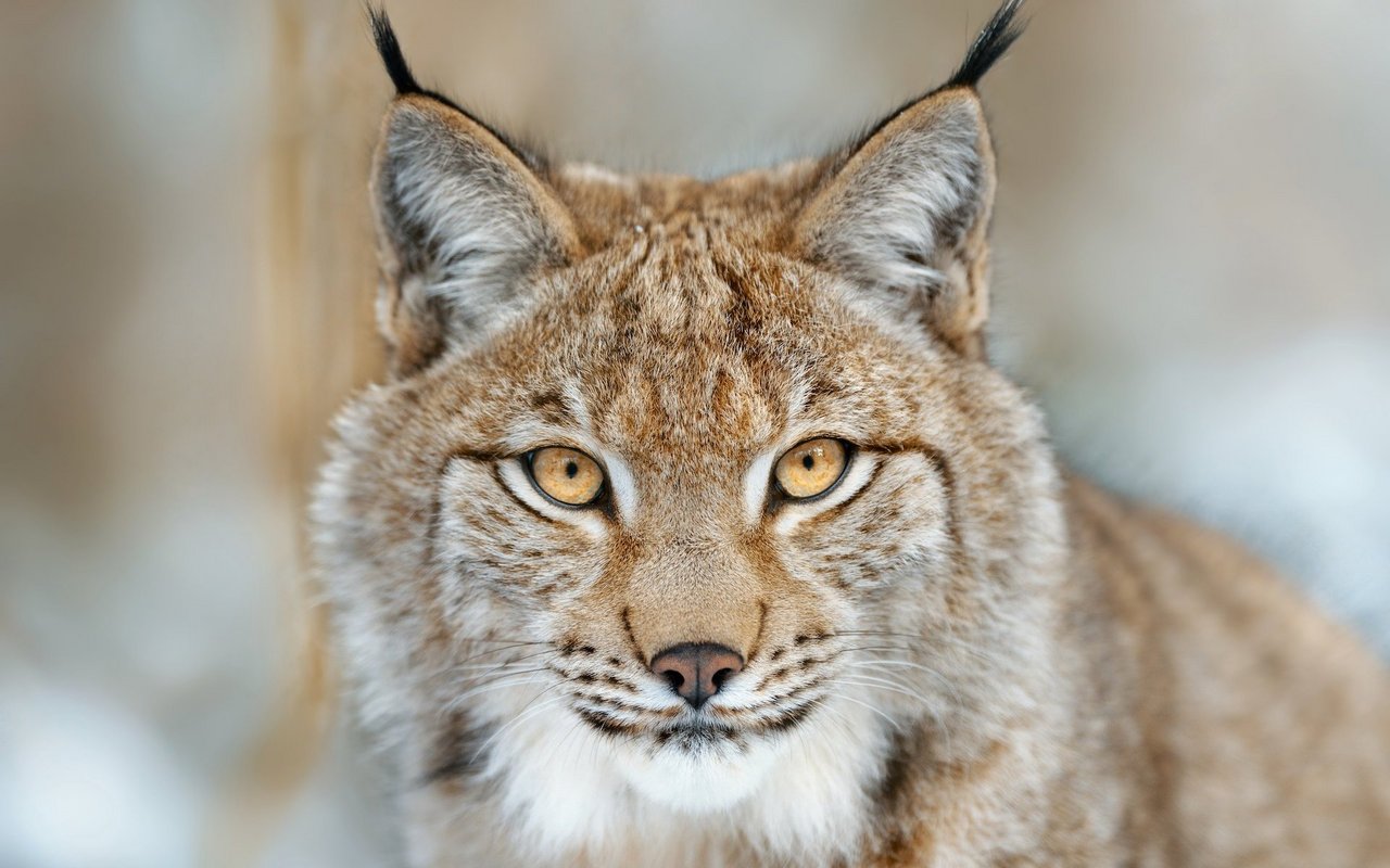 Die Augen sind sechsmal lichtempfindlicher als die eines Menschen. 