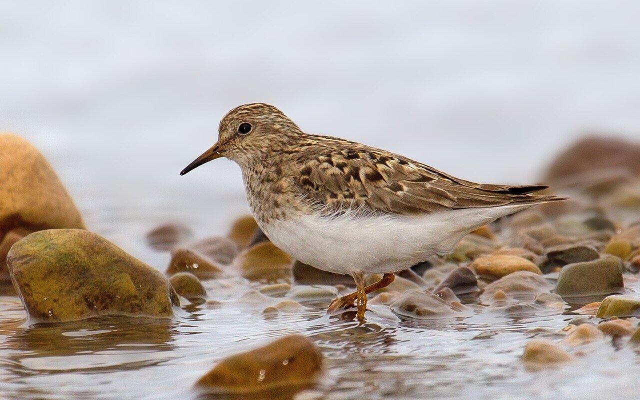 Temminckstrandläufer