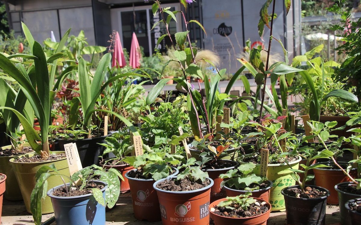 Auswahl an Pflanzenarten im Aussenbereich. 