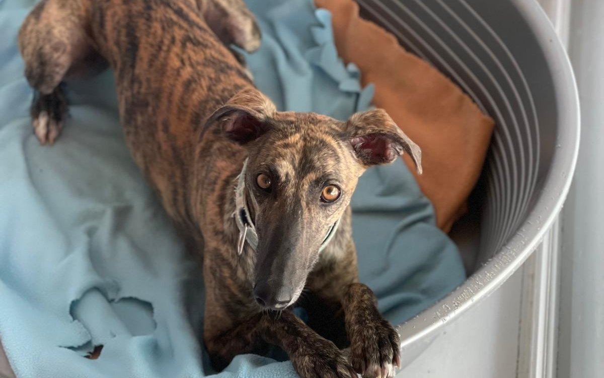 Ruhestunden mag Papua nach dem «Ramba-Zamba» des Tages gerne.