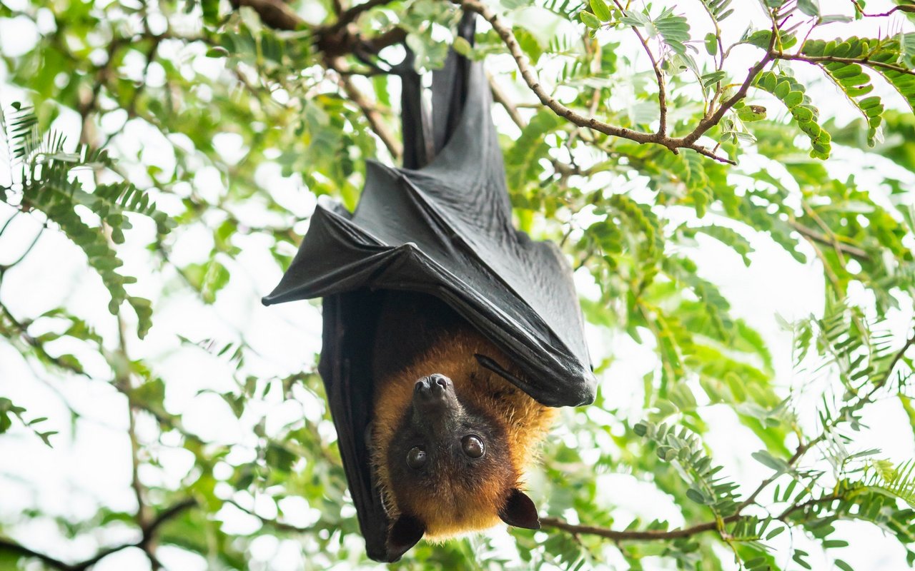 Obwohl sie mit den Fledermäusen verwandt sind, gehören sie zu einer eigenen Familie.