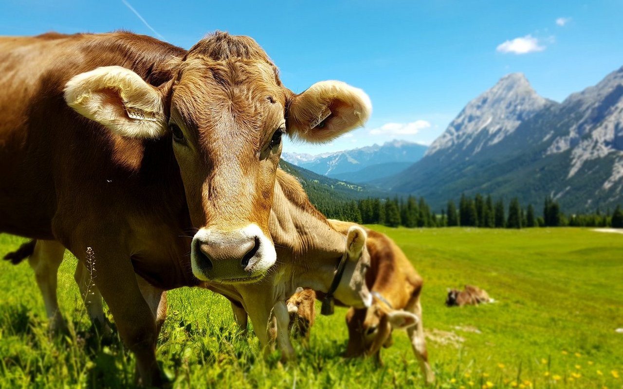 Sind Kühe wirklich so schlecht für die Umwelt? Kommt ganz auf die Haltung an, meint das FiBL.
