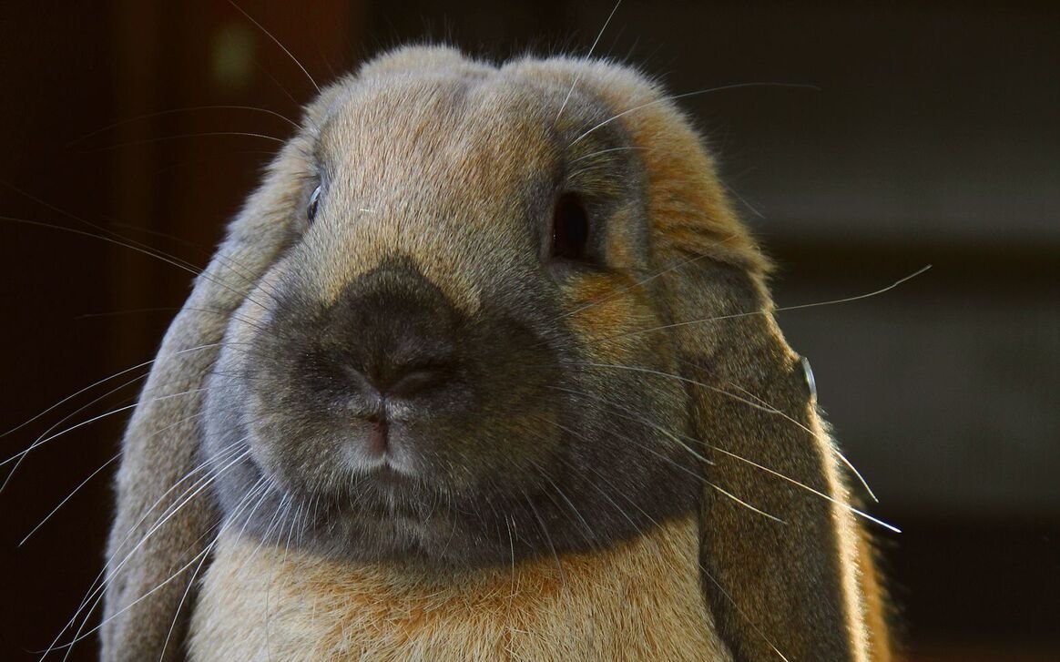 Kleinwidderkaninchen haben hängende Ohren und werden zutraulich.
