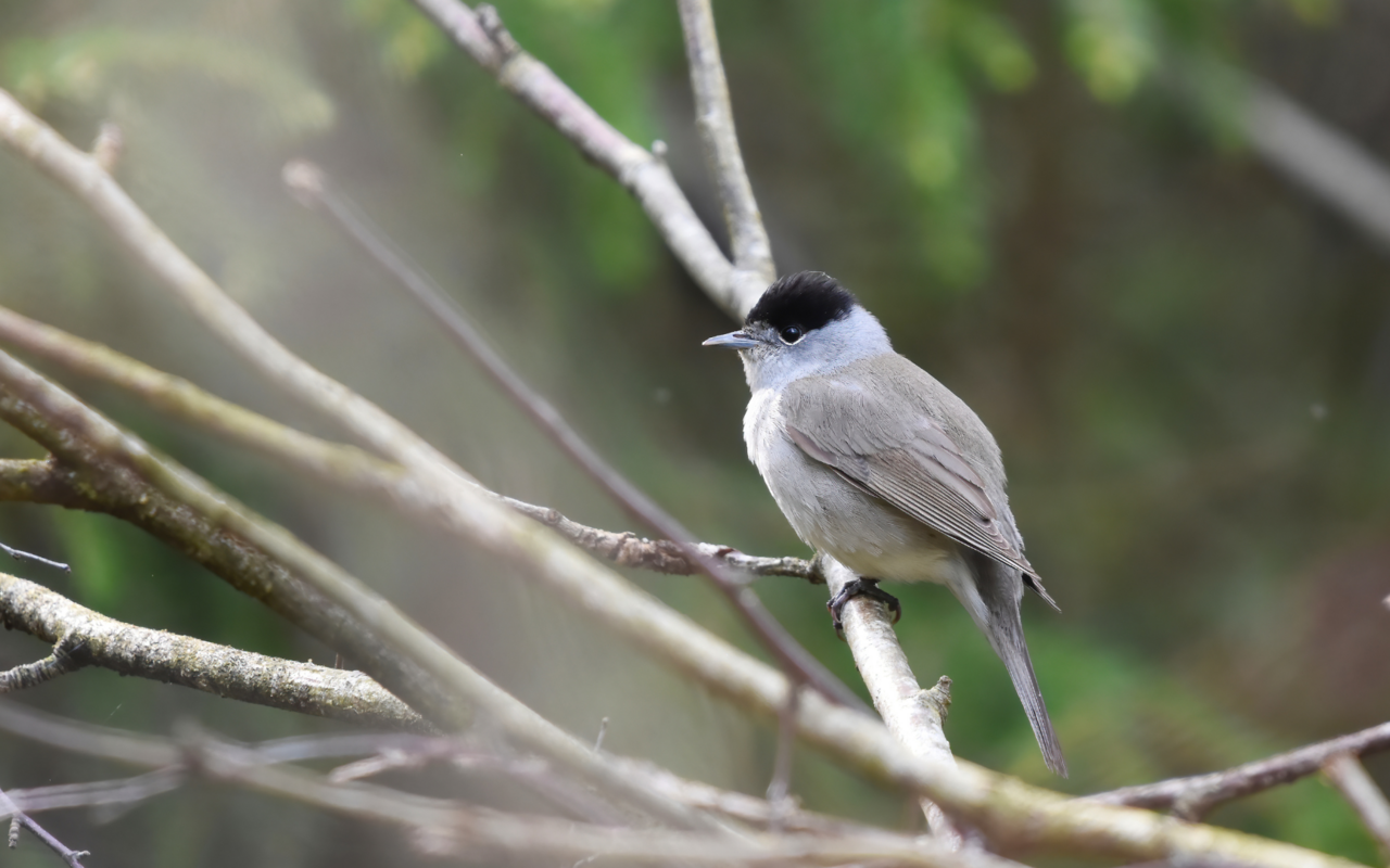 Ihren Namen verdankt die Mönchsgrasmücke der schwarzen Kappe der Männchen, die an eine Mönchsfrisur erinnert.
