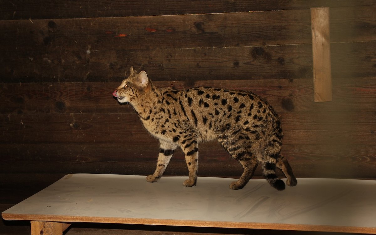Die Zucht von Savannah-Katzen in der ersten Generation ist in der Schweiz verboten. 
