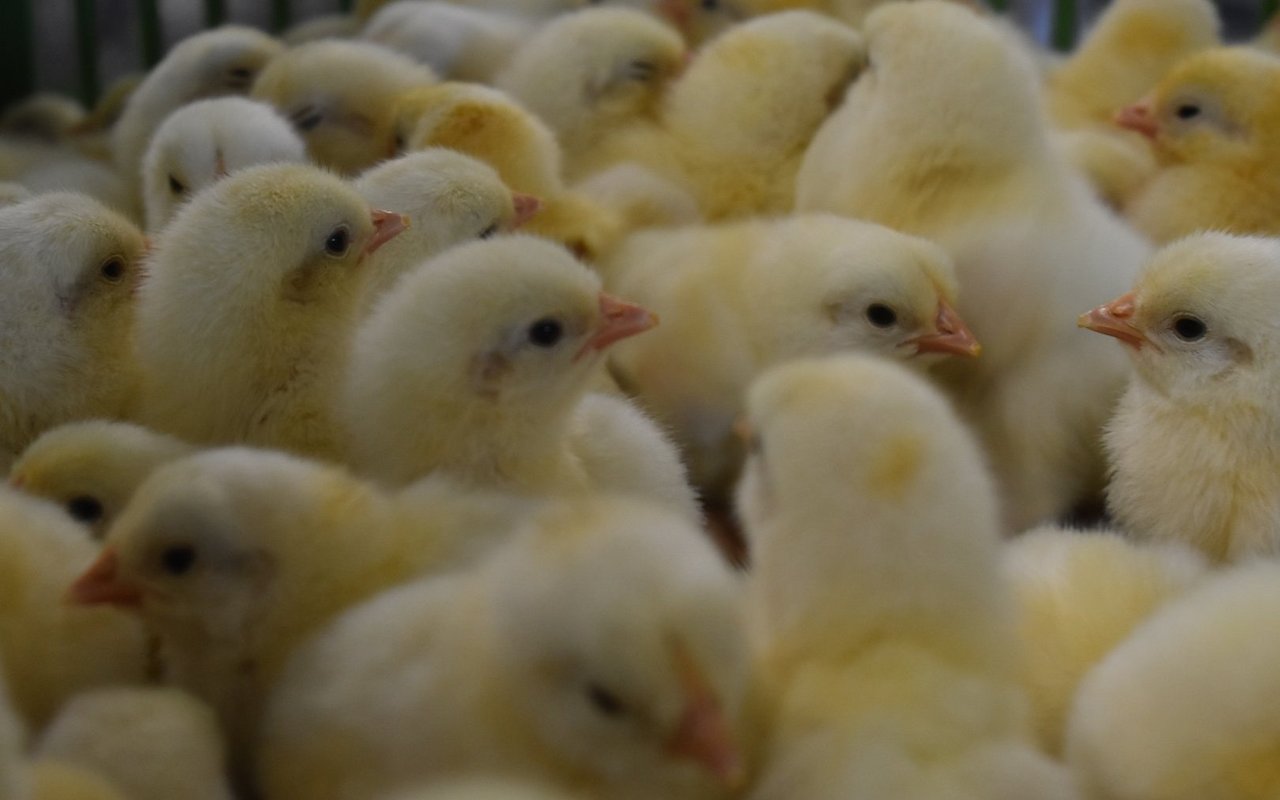 Jede zweite Legehenne in der Schweiz schlüpft in der Brüterei der Prodavi SA.