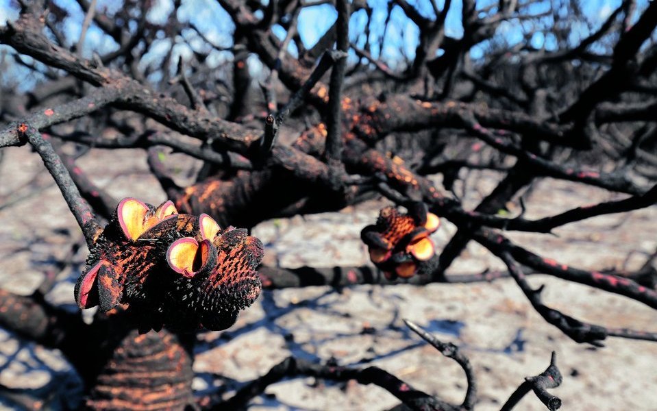 Silberbäume brauchen Feuer, um ihre Samen zu verbreiten.