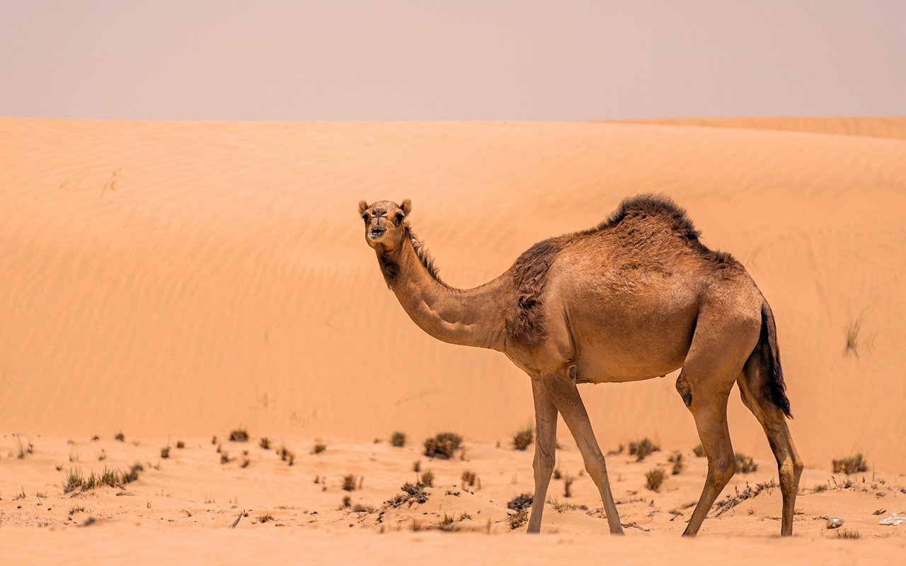 Dromedare gehören genauso zur Familie der Kamele wie Trampeltiere. 