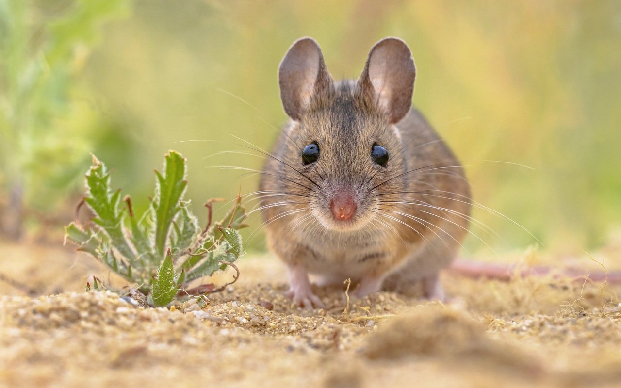 Die Waldmaus teilt sich teilweise den Lebensraum mit der Gelbhalsmaus. 