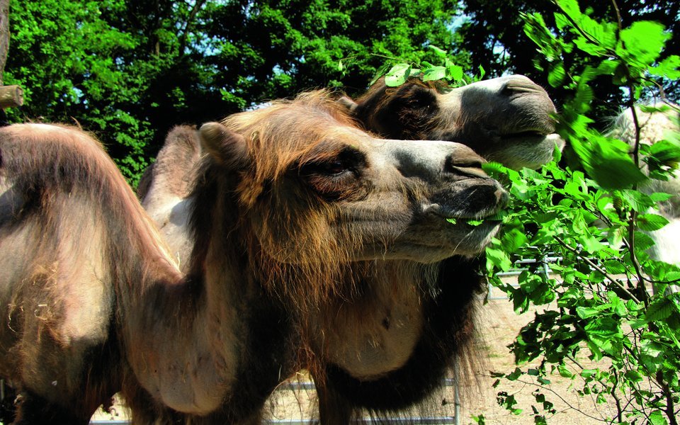 Die Kamele Osinka und Leetyou zupfen begeistert Blätter von Zweigen. 