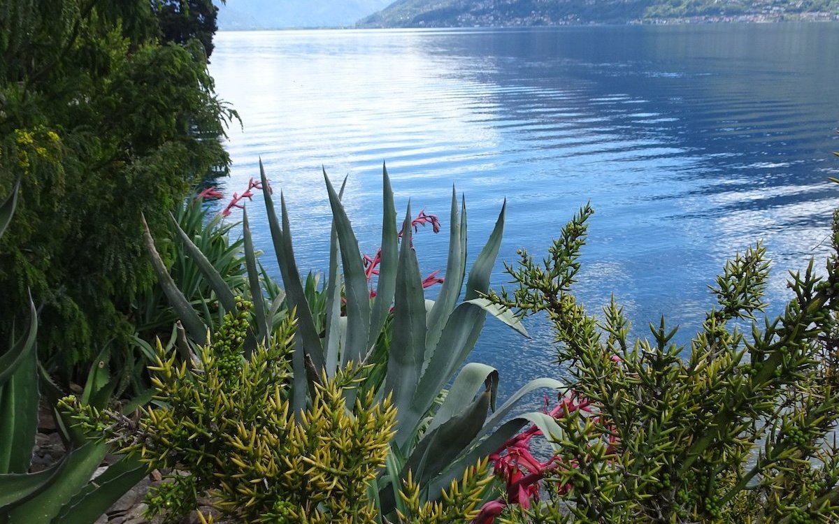 Auch Agaven gedeihen im besonderen Klima der Brissago-Insel. 
