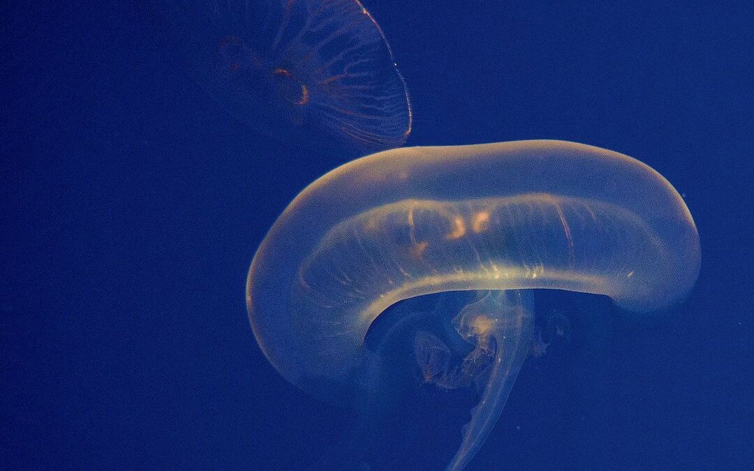 Ohrenquallen im Zoo Basel sind immer in Bewegung, der Quallenkreisel ermöglicht stetiges Treiben.